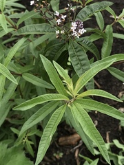 Aloysia citrodora