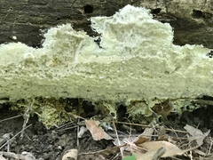 Perenniporia bostonensis