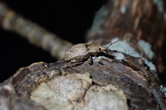 Chalepistes compressus