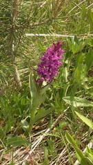 Dactylorhiza euxina