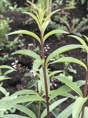 Aloysia citrodora