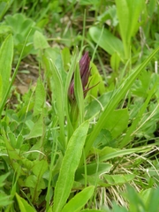 Dactylorhiza euxina