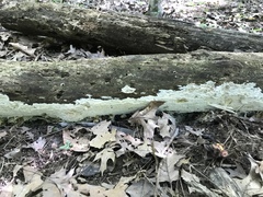 Perenniporia bostonensis