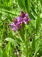 Dactylorhiza euxina