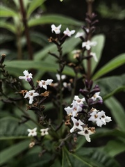 Aloysia citrodora