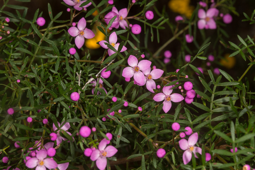 How to identify Boronia safrolifera Cheel