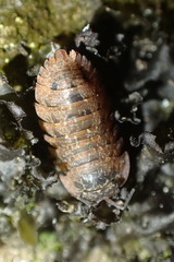 Cubaris tarangensis