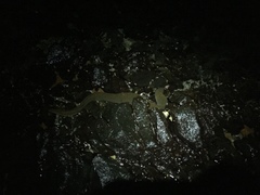 Gymnothorax castaneus