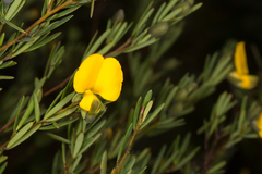 Gompholobium virgatum