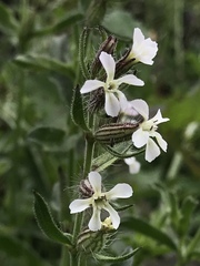 Silene gallica
