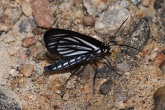 Melanchroia
