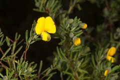 Gompholobium virgatum