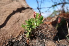 Acalypha peduncularis