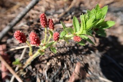 Acalypha peduncularis