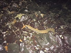 Gymnothorax castaneus