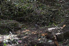 Junco phaeonotus