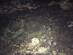 Gymnothorax castaneus