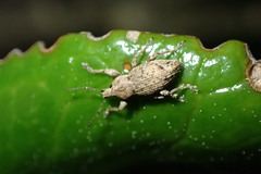 Chalepistes compressus