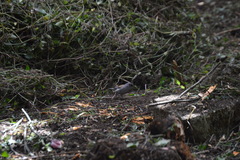 Junco phaeonotus