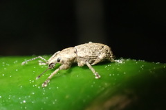 Chalepistes compressus