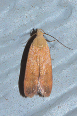 Anacampsis fullonella