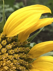 Helianthus