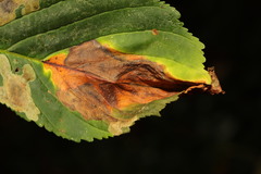 Phyllosticta sphaeropsoidea