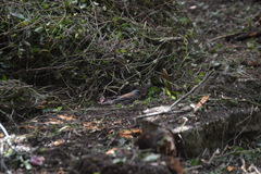 Junco phaeonotus