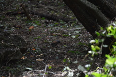 Junco phaeonotus