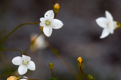 Mitrasacme polymorpha