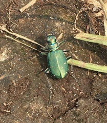 Cicindela depressula