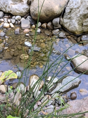 Equisetum × moorei