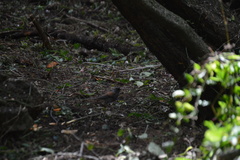 Junco phaeonotus