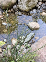 Equisetum × moorei
