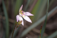 Caladenia fuscata