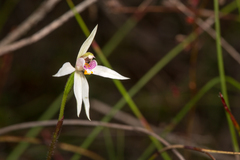 Caladenia alata