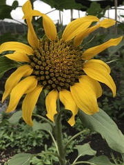 Helianthus