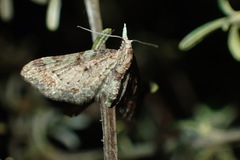 Pasiphila plinthina