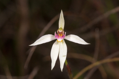 Caladenia alata