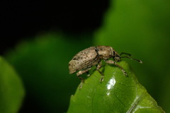 Chalepistes compressus