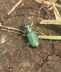 Cicindela depressula