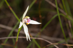 Caladenia alata