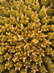Helianthus
