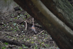 Junco phaeonotus
