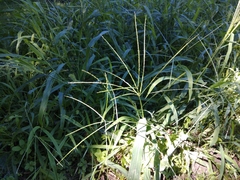 Digitaria sanguinalis
