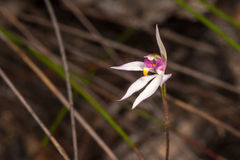 Caladenia alata