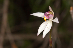 Caladenia alata