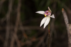 Caladenia alata