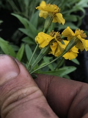 Tagetes