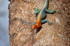 Agama lionotus